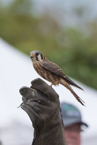 Close-up of bird perching on hand against sky