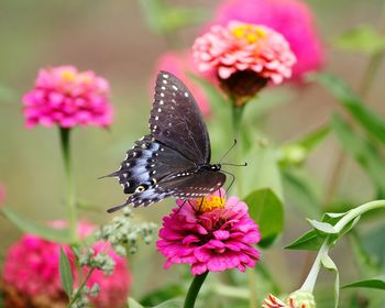 Close-up of butterfly pollinating on pink flower