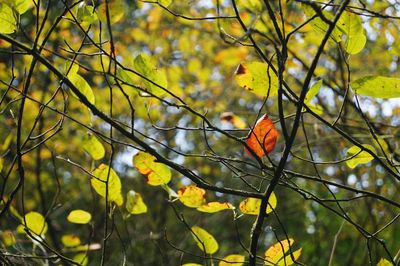 Low angle view of bird perching on branch