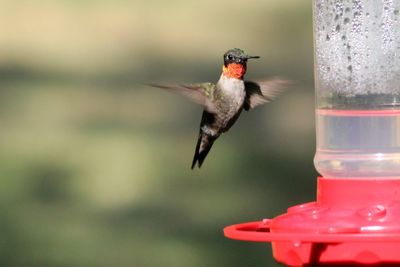 Close-up of a bird flying