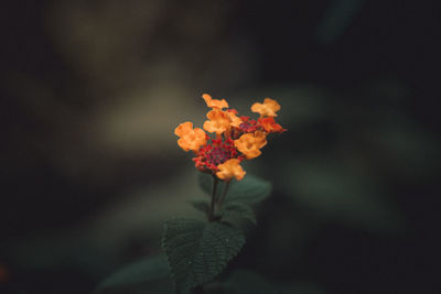 Close-up of orange flowering plant