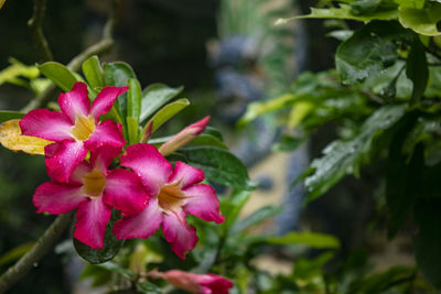 Close-up of pink flowering plant