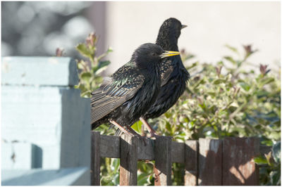 Close-up of bird perching on wood