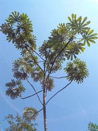 Low angle view of tree against sky