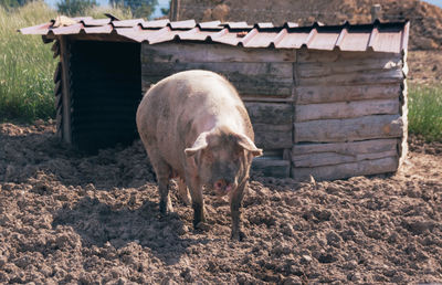 Pig standing in a field