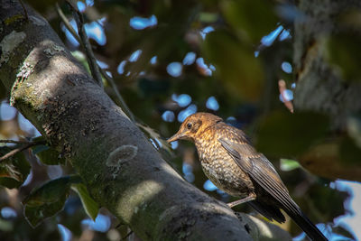 Young blackbird sits in beech