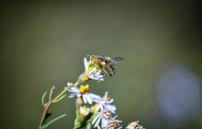 Close-up of bee on flower