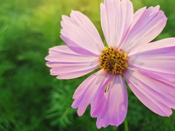 Close-up of pink cosmos flower