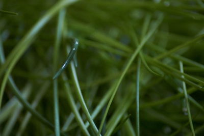 Close-up of wet grass