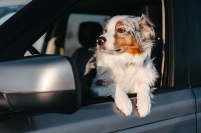 Dog sitting in car