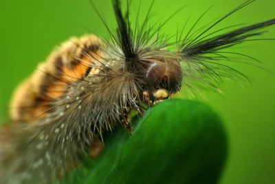 Close-up of insect on flower