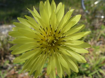 Close-up of yellow flower blooming outdoors