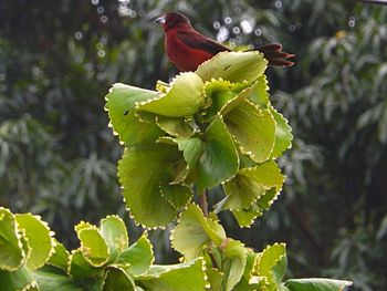 Close-up of bird perching on tree