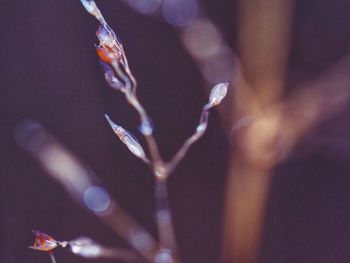 Close-up of raindrops on plant