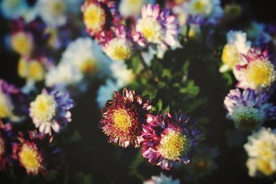 Close-up of pink flowering plants