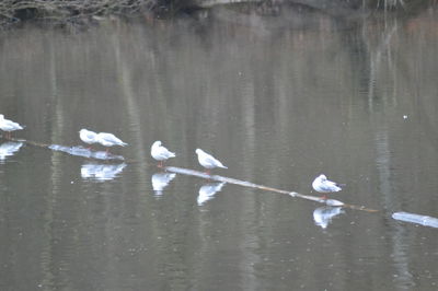 Seagulls flying over lake