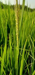 Close-up of wheat growing on field