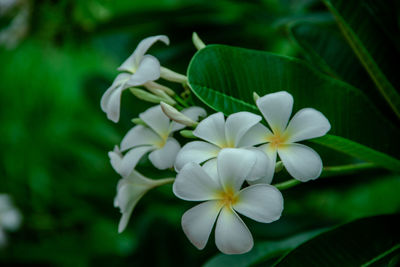 Close-up of white flowering plant