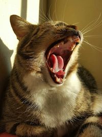 Close-up of cat yawning