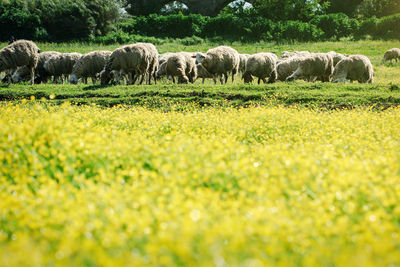 Sheep grazing in field