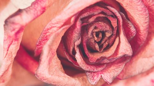 Full frame shot of pink rose