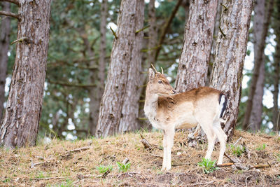 Red deer stag with antlers in spring, forest, wildlife in the woodland

