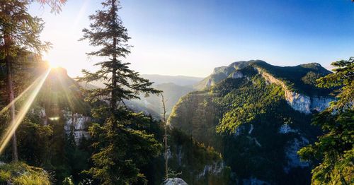 Sunlight streaming through trees against sky