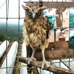 Portrait of owl against wood on metal grate at zoo