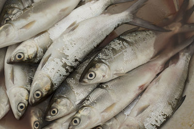 Close-up of fish food