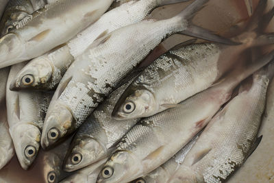 Close-up of fish