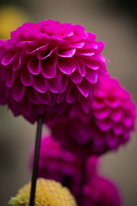 Close-up of pink flower against blurred background