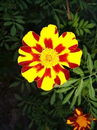 Close-up of yellow flower blooming outdoors