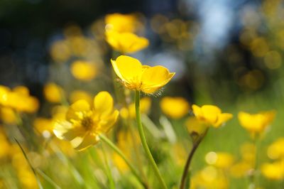 Close-up of yellow flowering plant on field