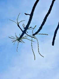 Low angle view of bare trees against sky