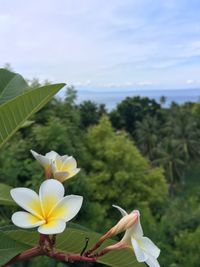 Close-up of white flowers against plants