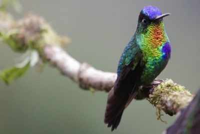 Close-up of bird perching on tree