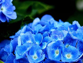 Close-up of blue hydrangea blooming outdoors