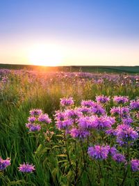 Close-up of purple flowers growing in field