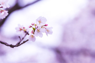 Close-up of pink cherry blossoms