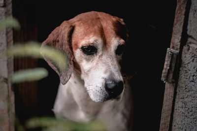 Close-up portrait of dog