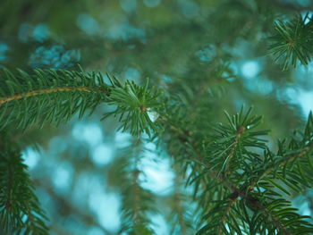 Close-up of pine tree