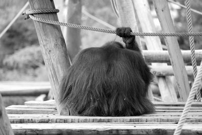 Rear view of orangutan holding rope and sitting on wooden structure