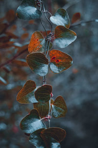 Close-up of berries growing on plant