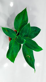 High angle view of green leaves on white background