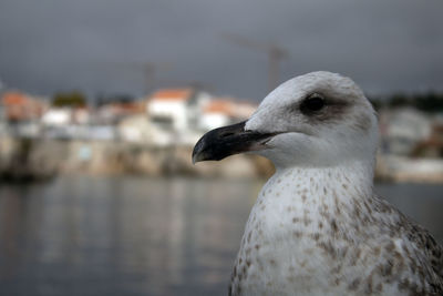 Close-up of seagull