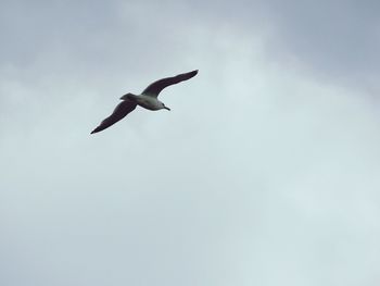 Low angle view of seagull flying against sky