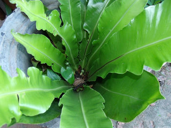 High angle view of insect on leaves