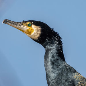 Close-up of a bird looking away against clear sky