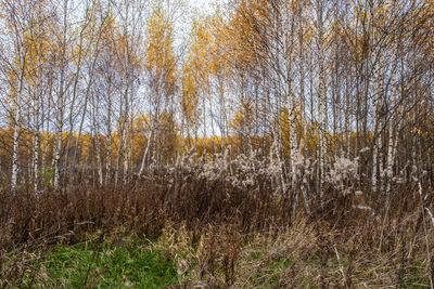 Plants growing on field in forest