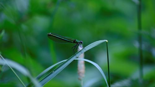 Close-up of dragonfly on blade of grass